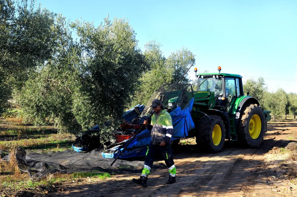 Trabajo agrícola mecanizado en una explotación olivarera en Los Navalmorales, Toledo, en diciembre de 2022, imagen documental de archivo.