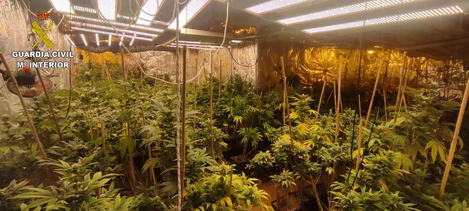 Seis detenidos, 2.898 plantas, 20 cuentas y un arma: cae una red de cannabis en Madrid y Guadalajara